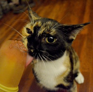 a cat enjoys frozen treats for made specifically for cats