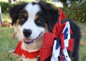 Dog with patriotic bow; pets in the white house - presidential dogs 