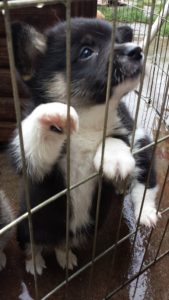 Puppy pawing at a cage for attention from volunteers at thee animal shelter
