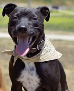 dog smiling about woods shelter animal rescue services - SLO pet shelter