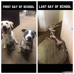 Two dogs looking excited for the first day of school, only to be passed out on the floor on the last day of school. 