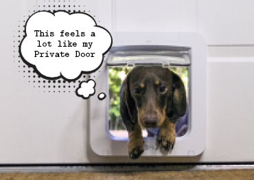 Puppy Weiner coming inside the house through the SureFlap Microchip Dog Door for Small Dogs