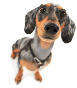 Dachshund weiner dog begging. Big nose camera angle closeup of dog.