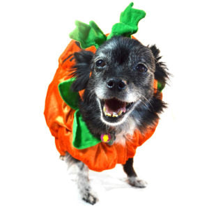 small dog in pumpkin dog halloween costumes - funny dog costumes