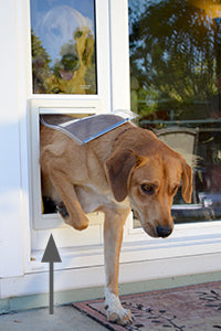 A dog stepping through a patio panel pet door. An arrow indicates where the step-over is.