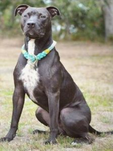 rescue a dog like Staffordshire Terrier Thanos - benefits of adopting a dog 