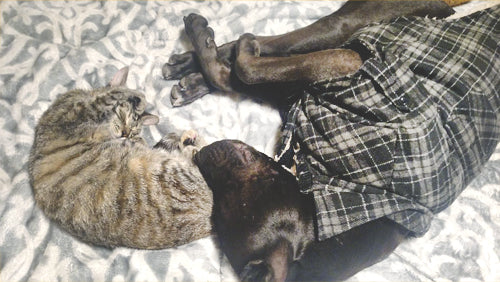 sibling pets sleeping together, using doors for cats and dogs