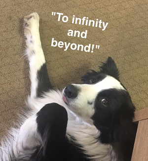 A black and white dog laying down with one arm close to the chest and the other stretch out like Buzz Lightyear. The text reads: 'To infinity and beyond!'