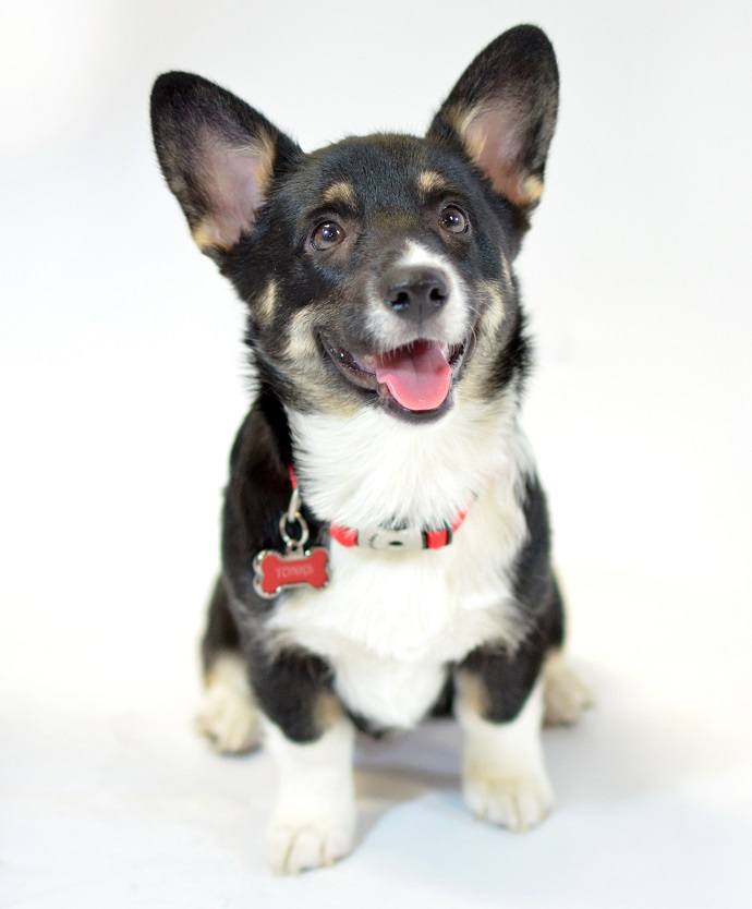 Dogs in the workplace like Tonks get lots of treats!