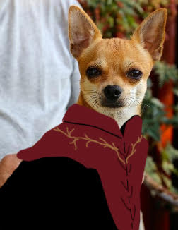 Suspicious chihuahua; dog version of Tyrion Lannister from Game of Thrones 