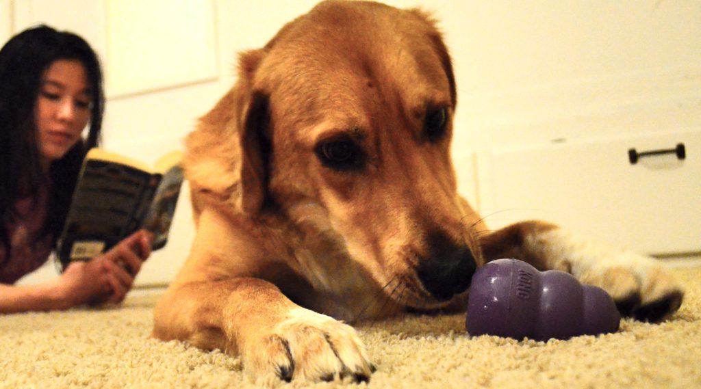 we love to see pictures of dogs and their people on V-Day