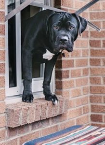 Dog using Endura thermo in glass pet door - patio door with pet door built in 