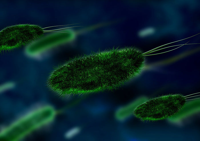 Bacteria and microorganisms