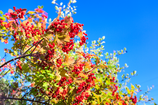 Cranberrysaft, Cranberry Direktsaft