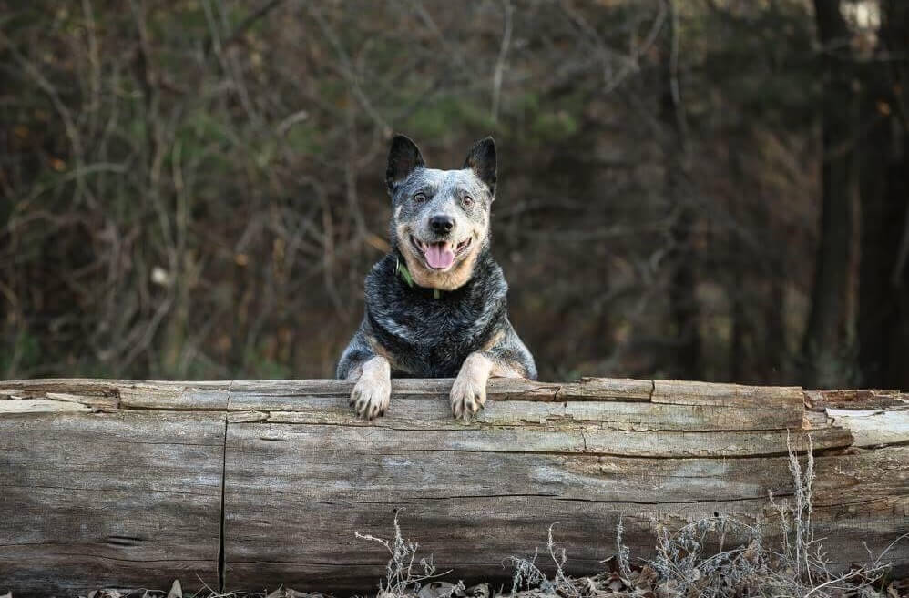 is lime on grass bad for dogs