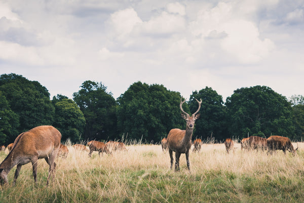 Deer in Richmond Park, London