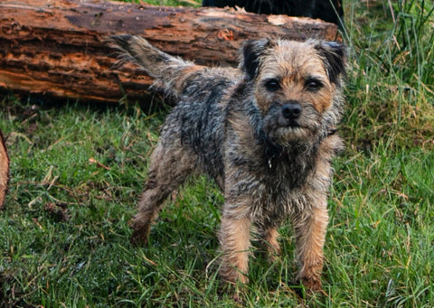 Wiry Border Terrier