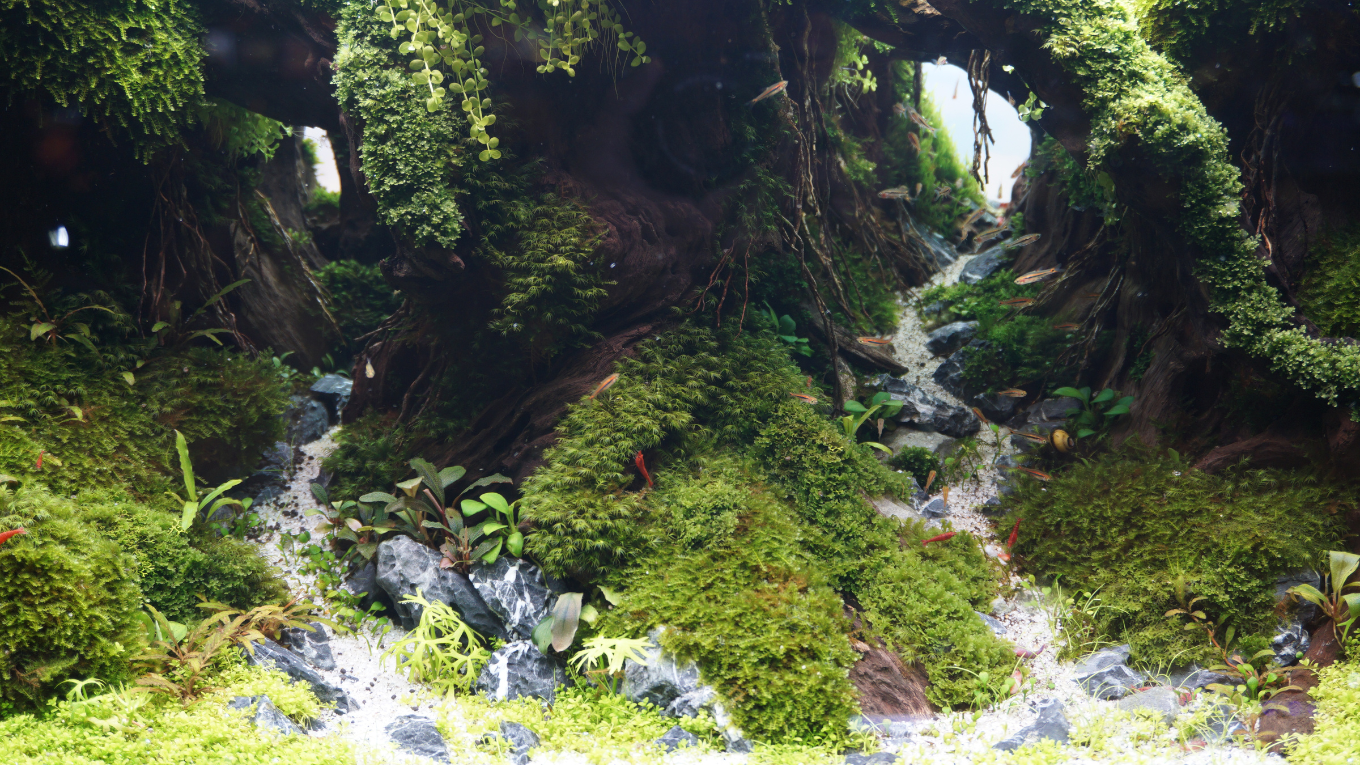 A Mysterious Underwater World to Explore in this Freshwater Aquascape 