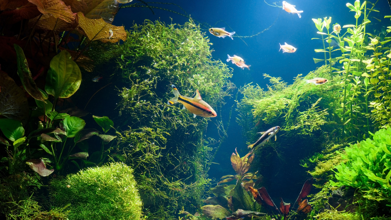 Freshwater Fish Biological Filtration and the Nitrogen Cycle