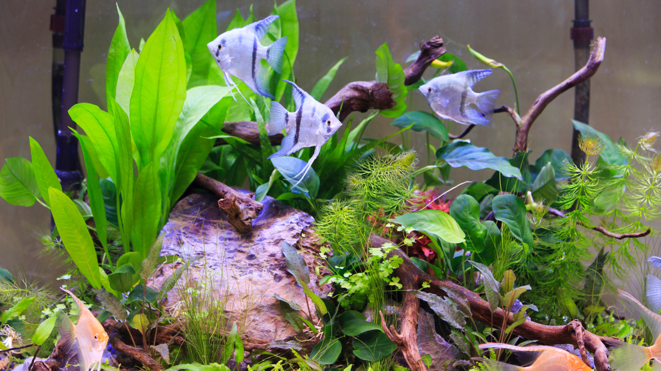 A Freshwater Aquarium with Aquatic Plants and Angelfish