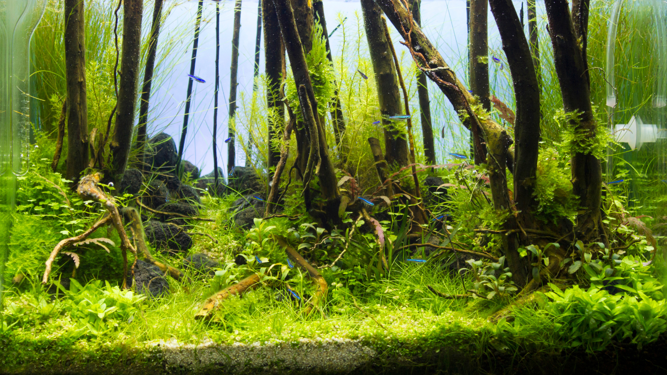 Freshwater Planted Underwater Forest Aquascape Design