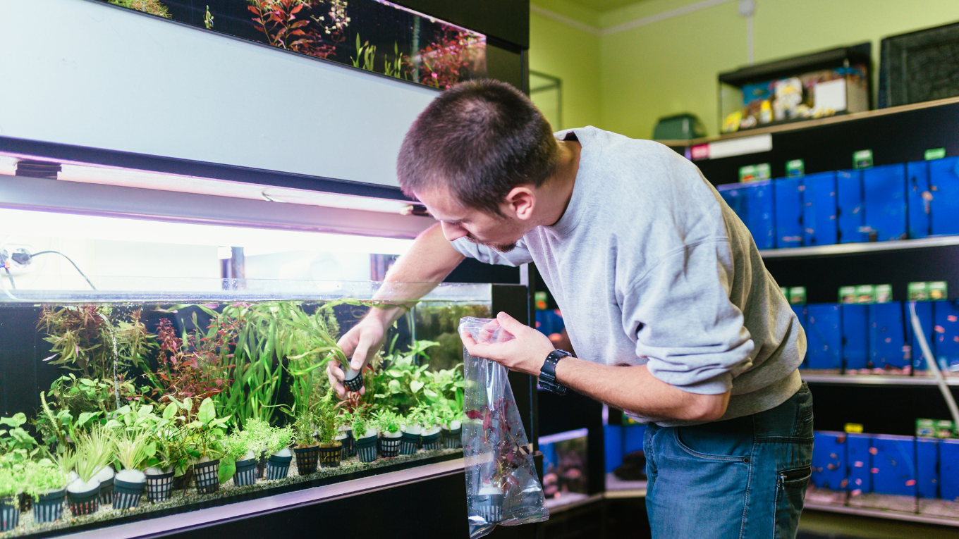 Choosing Plants for a Seiryu Rock Aquarium