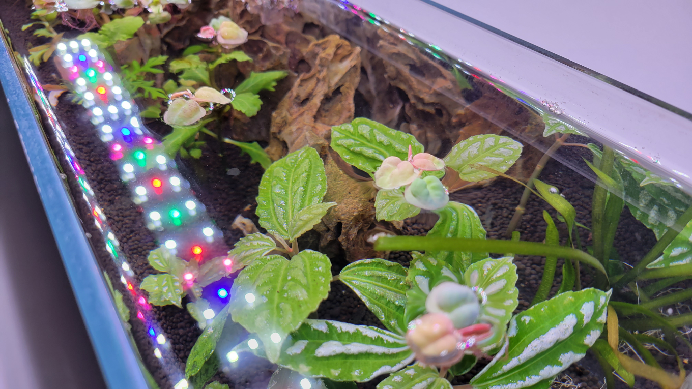 Lifegard Aquatics Full Spectrum LED Aquarium Light Over a Freshwater Planted Tank