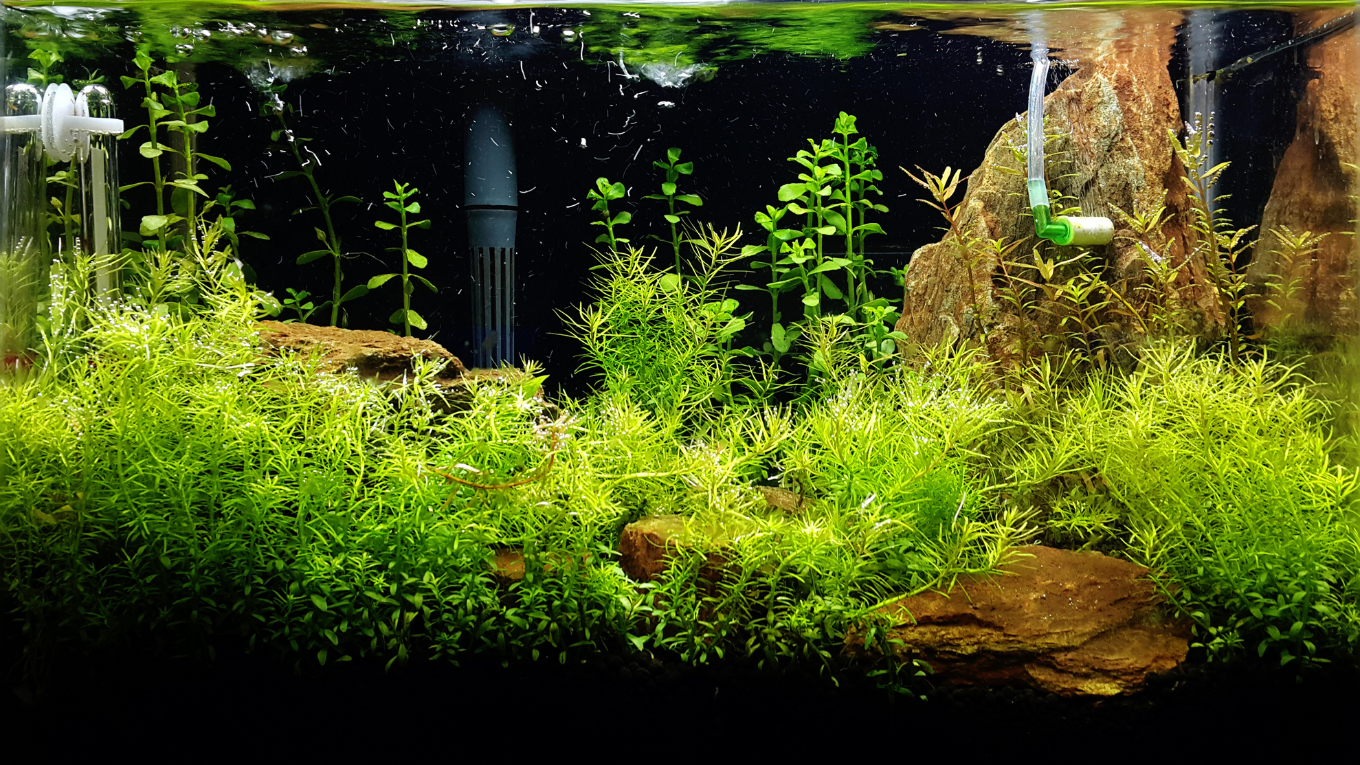 Low Tech Freshwater Planted Tank