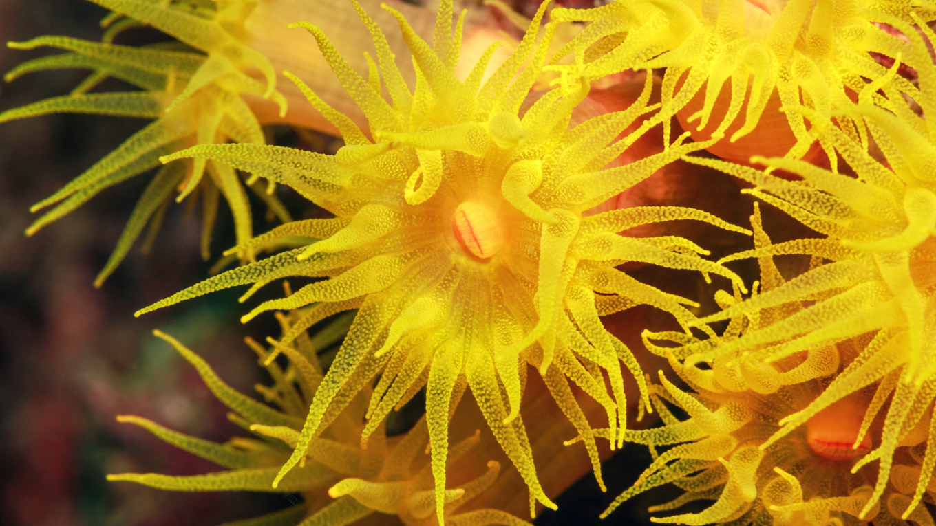 Non-Photosynthetic Sun Coral with Polyps Open