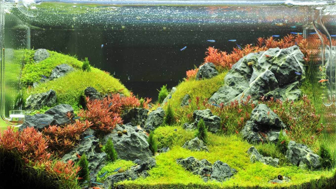 Seiryu Stone in a Beautiful Freshwater Planted Tank with CO2 Supplementation