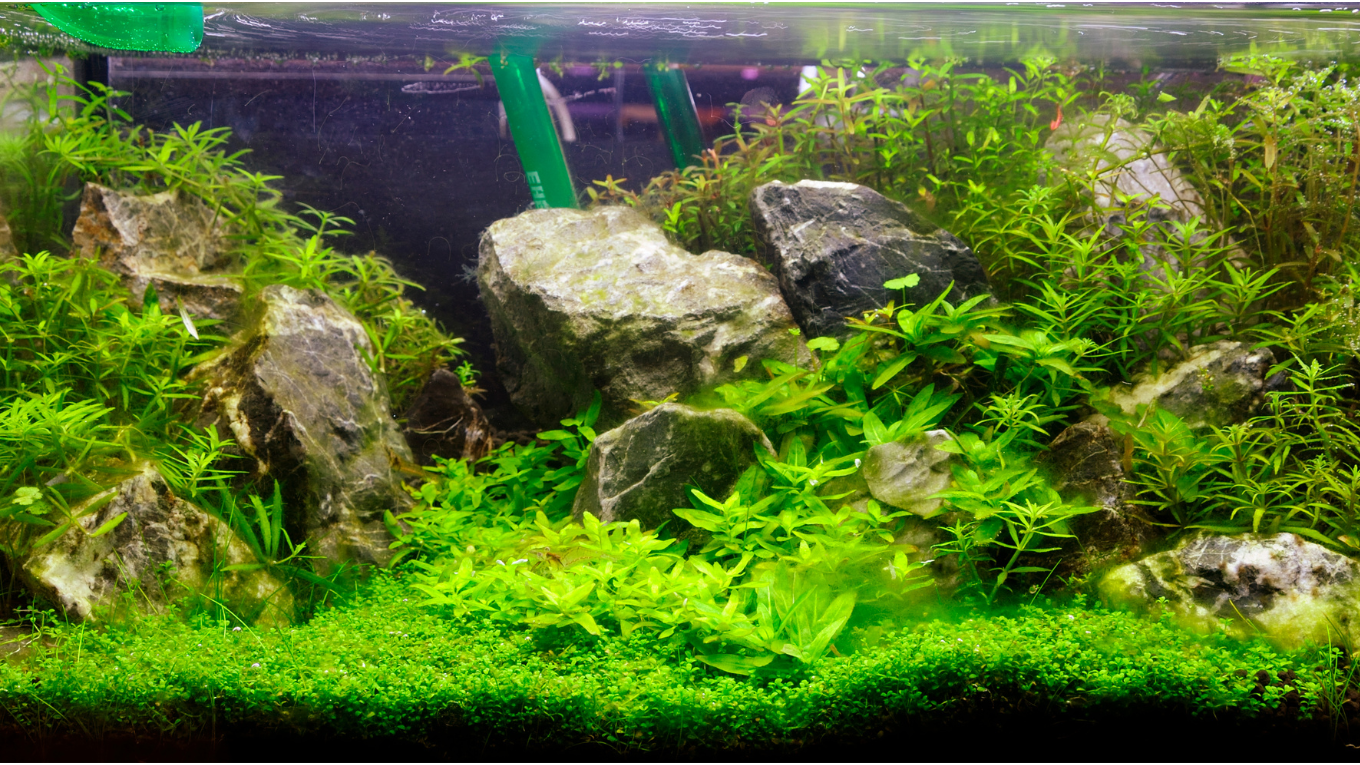 How to Place Seiryu Stone In Your Aquarium's Aquascape