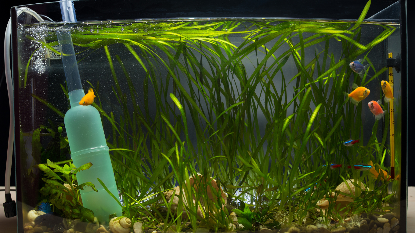 Water Change on a Freshwater Planted Tank