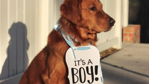 Gender Reveal with Pets