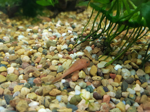 Super Red Bristlenose