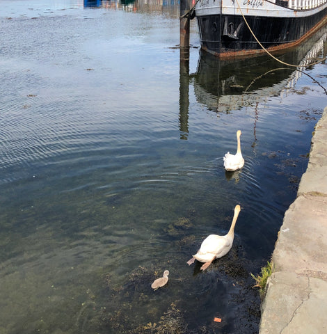 Swans with their cygnet 