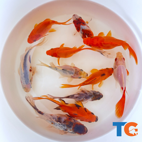 Toledo Goldfish | Sabao goldfish