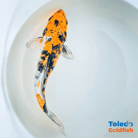Toledo Goldfish Individual Koi listings. These are pictures of koi and are all different and unique colors including black, red and white, tri-colored, orange and black. 