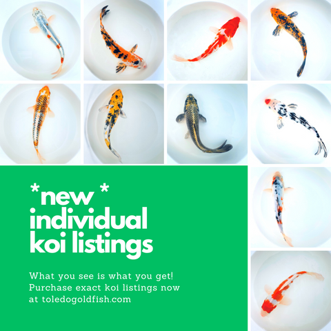Toledo Goldfish Individual Koi listings