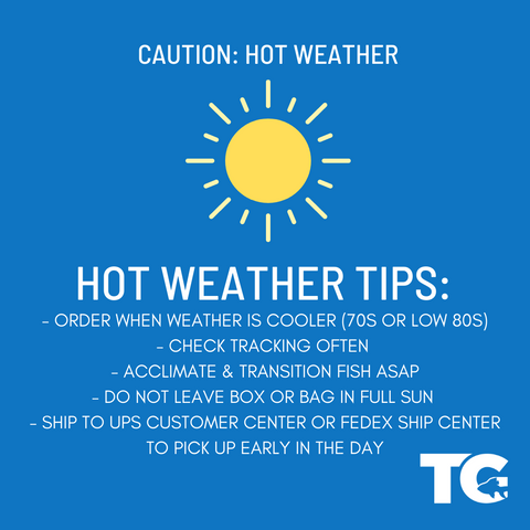 Toledo Goldfish Hot Weather tips