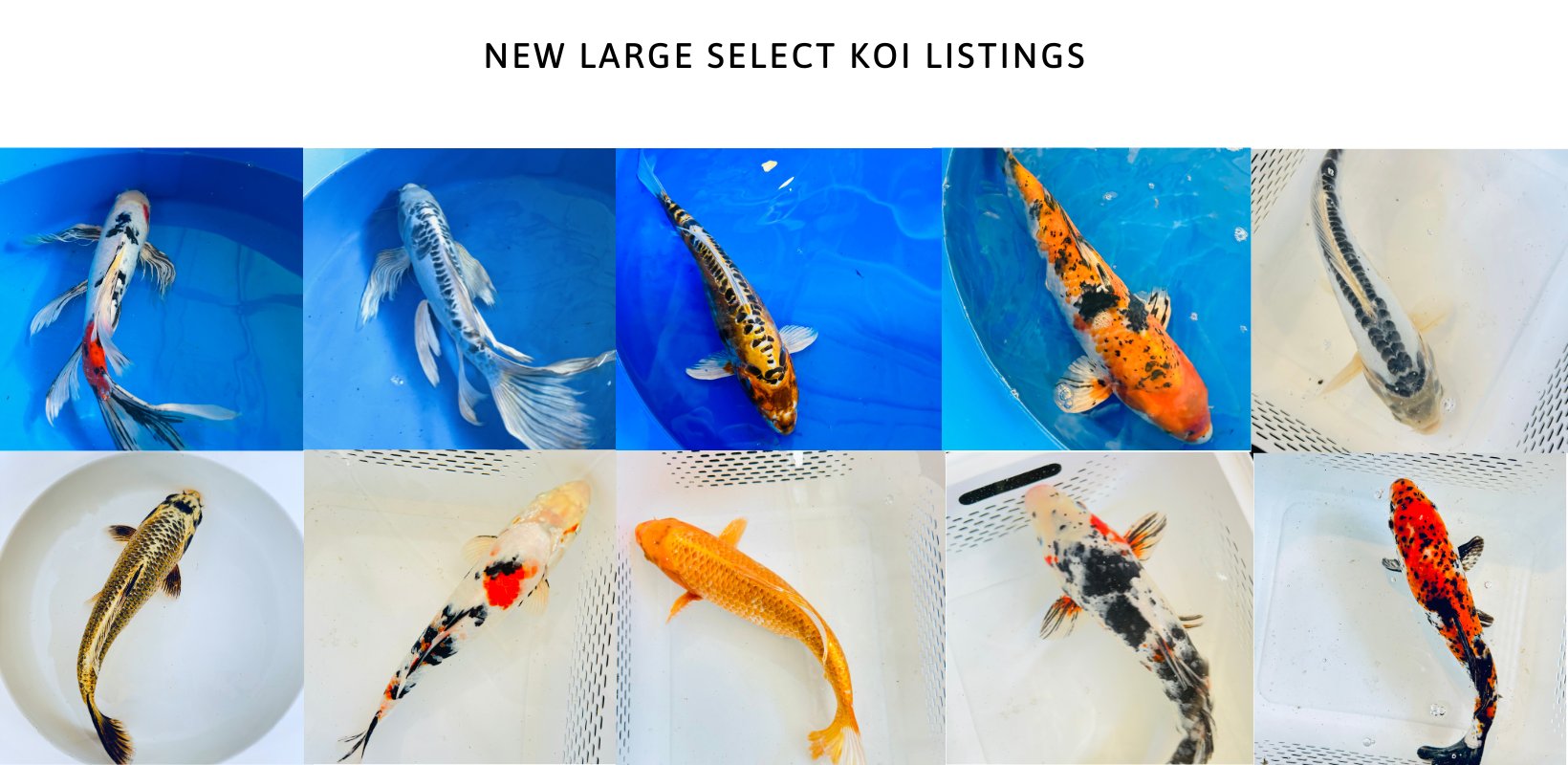 Toledo Goldfish Large Koi Listings