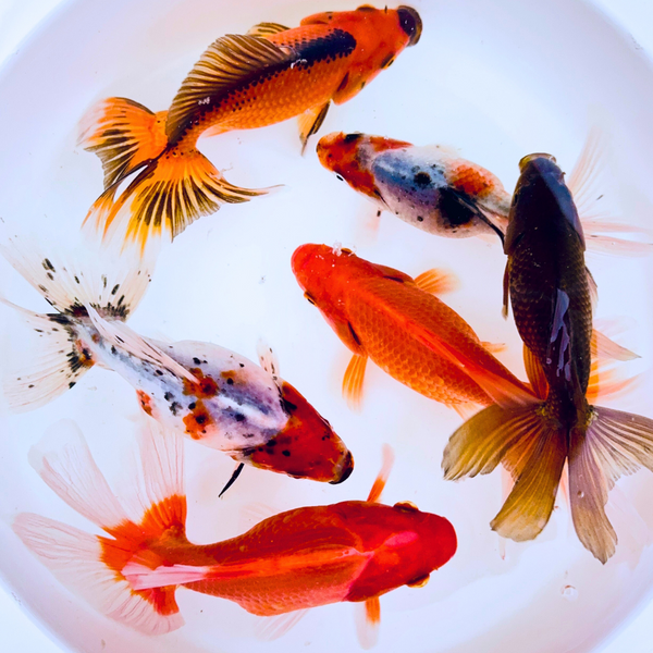 Toledo Goldfish Fantail Goldfish assorted colors