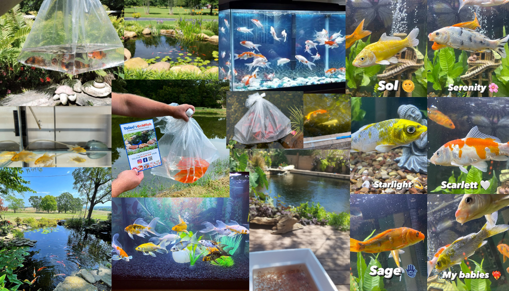 Toledo Goldfish Customer photos of fish in their new homes both in ponds and aquariums