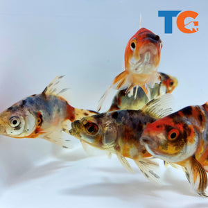Toledo Goldfish Calico Fantail Goldfish