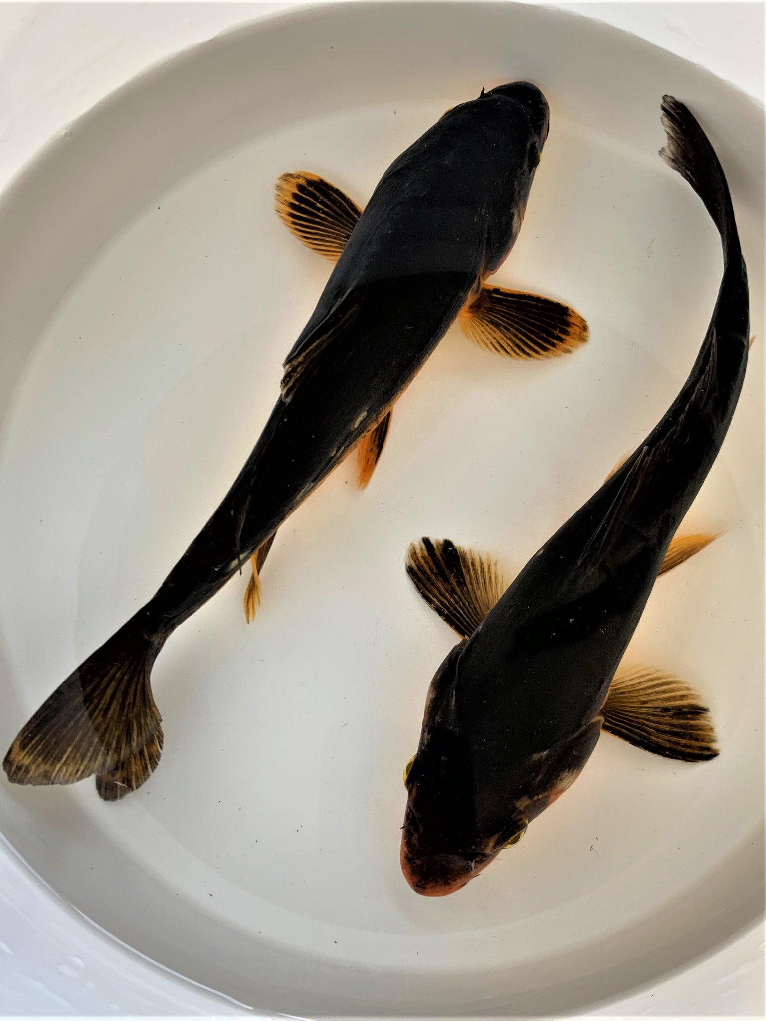 Live Black Karasu Koi For Sale | Free Shipping – Toledo Goldfish