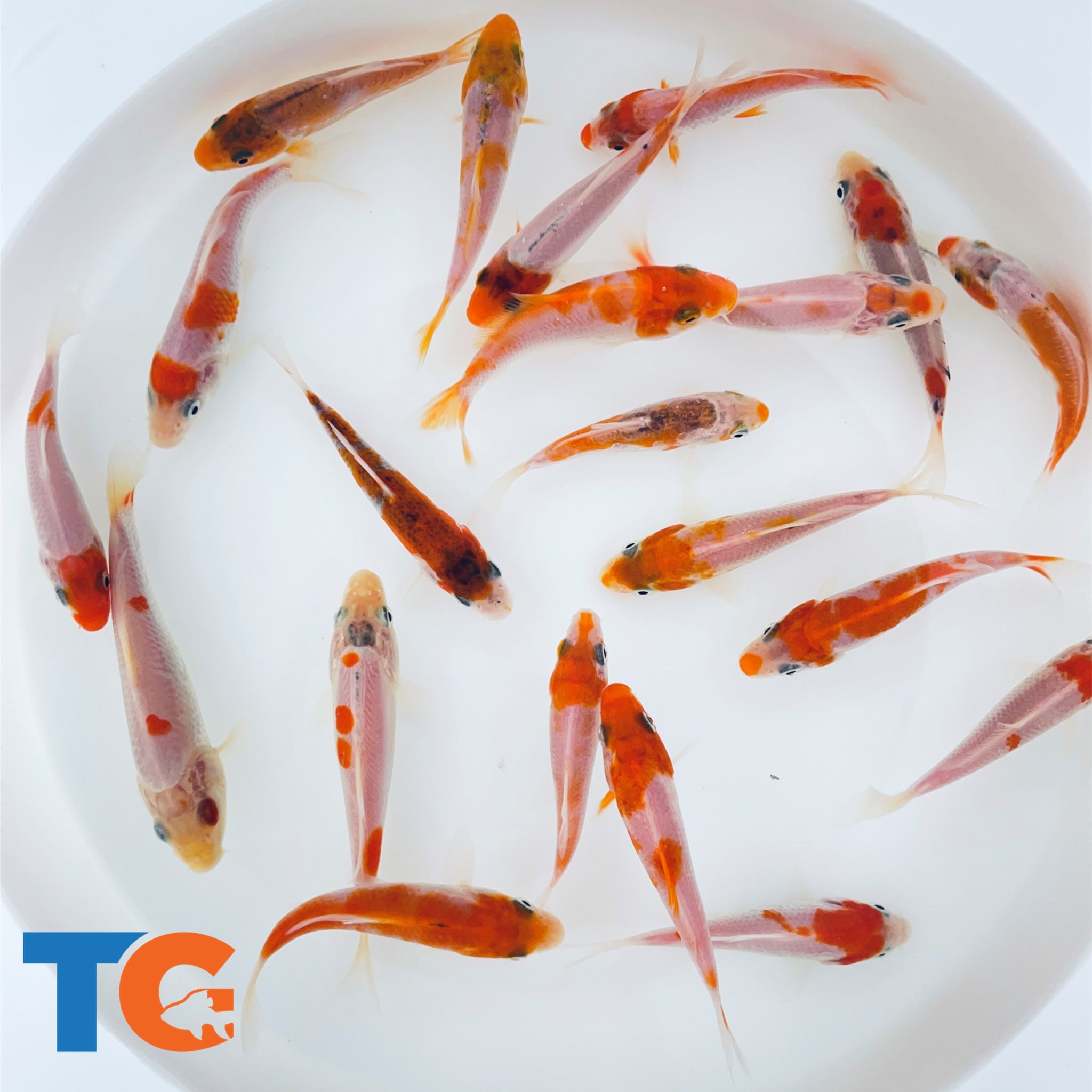 Live Red & White Koi For Sale Free Shipping – Toledo Goldfish