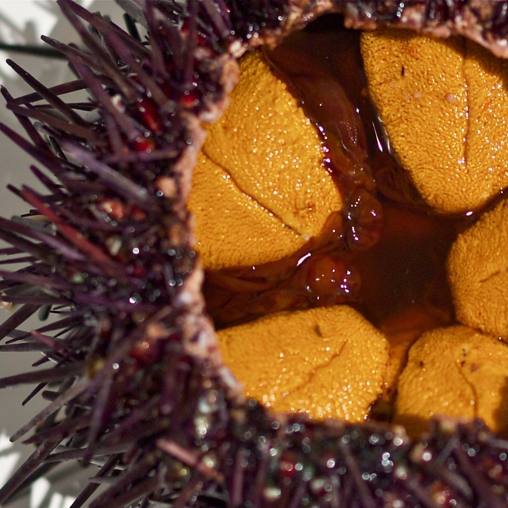 What Is Uni: A Complete Guide to Sea Urchin – The Uni Diaries