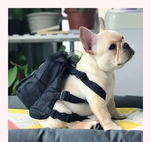 french bulldog in backpack