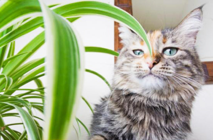 Les Plantes Dangereuses Ou Toxiques Pour Les Chats Homycat