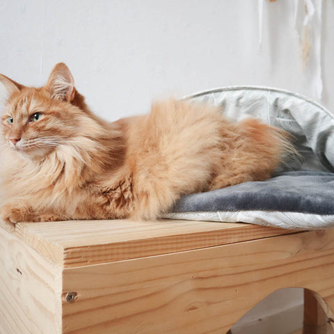 chat-couchage-couverture-moelleux-homycat-chaton-mainecoon-maine-coon