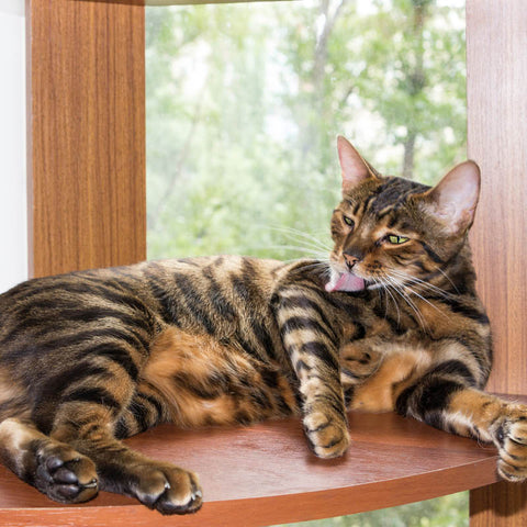 race-chat-toyger-homycat